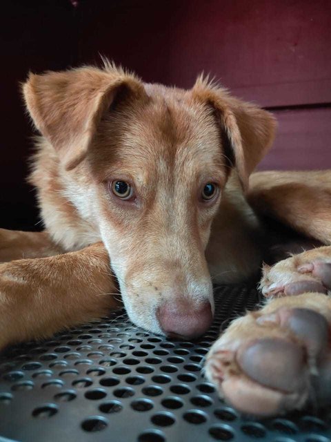 Prince - Mixed Breed Dog