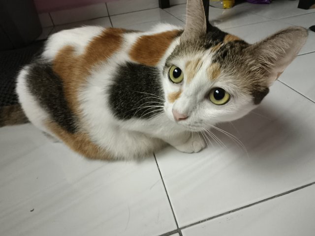 Nami - Domestic Short Hair Cat