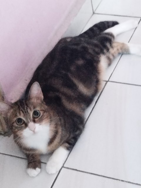 Niki - Domestic Short Hair Cat