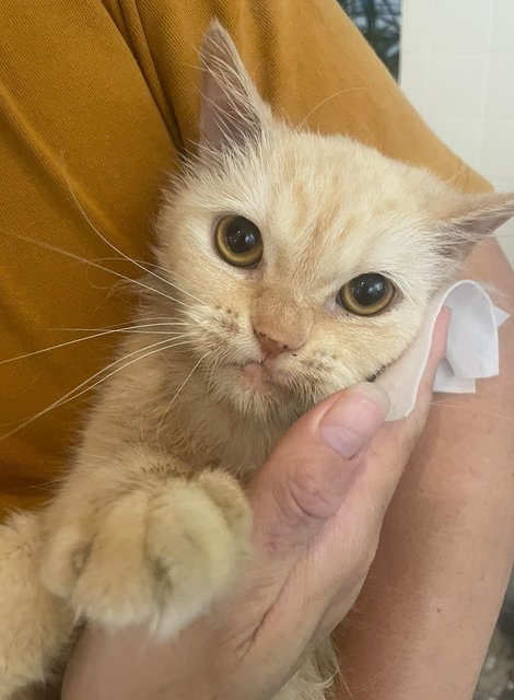 Zephyr (Zep) - British Shorthair + Domestic Long Hair Cat