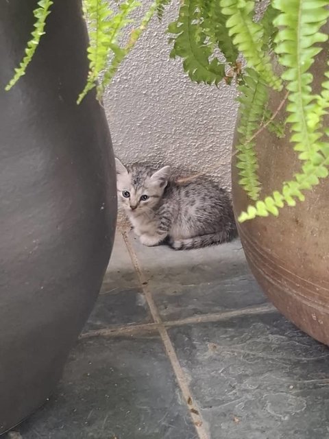 Two Abandoned Stray Kittens - Domestic Medium Hair Cat