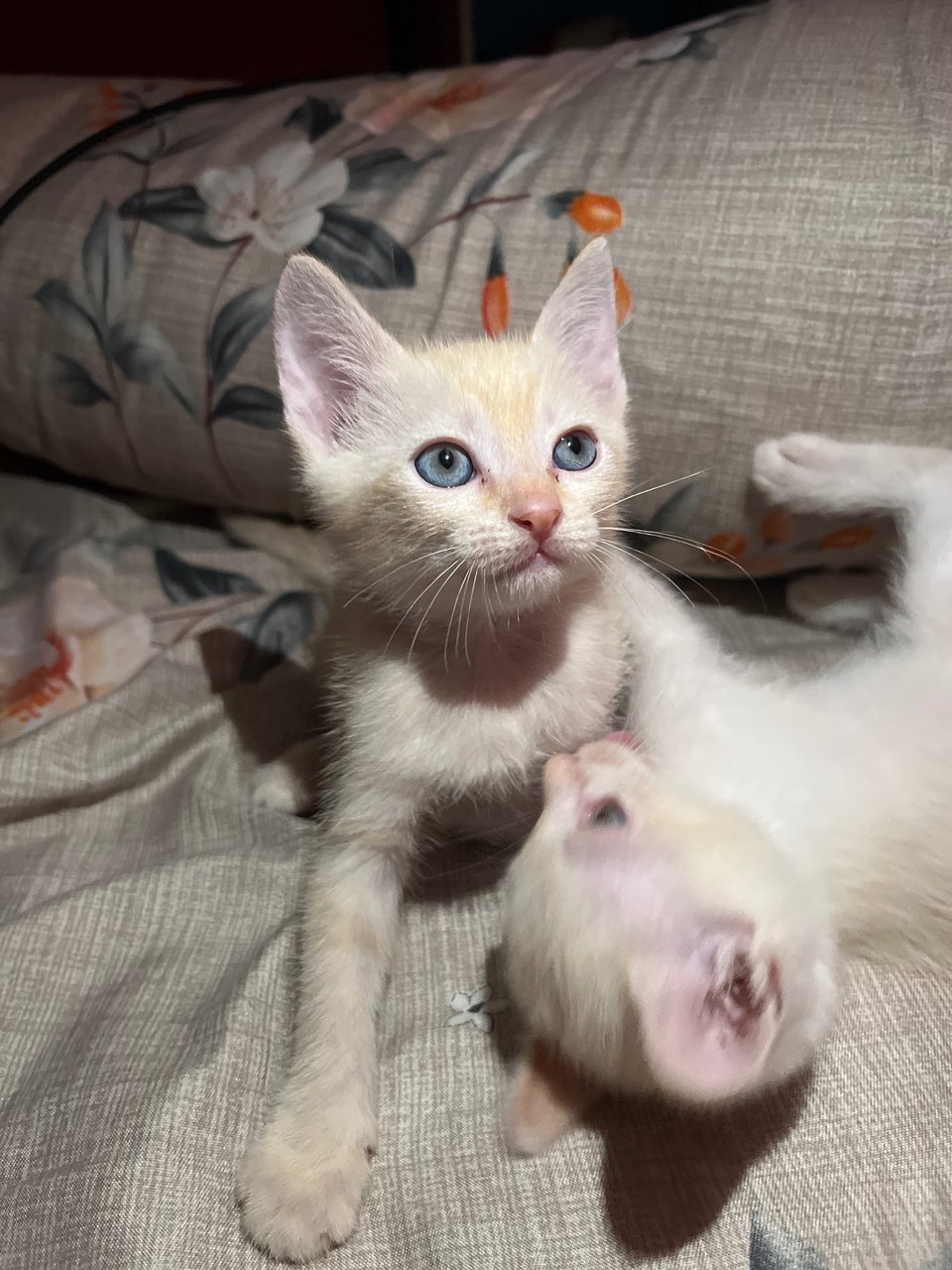 Leo &amp; Mango - Domestic Short Hair Cat