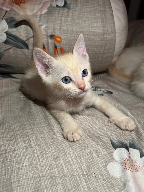 Leo &amp; Mango - Domestic Short Hair Cat