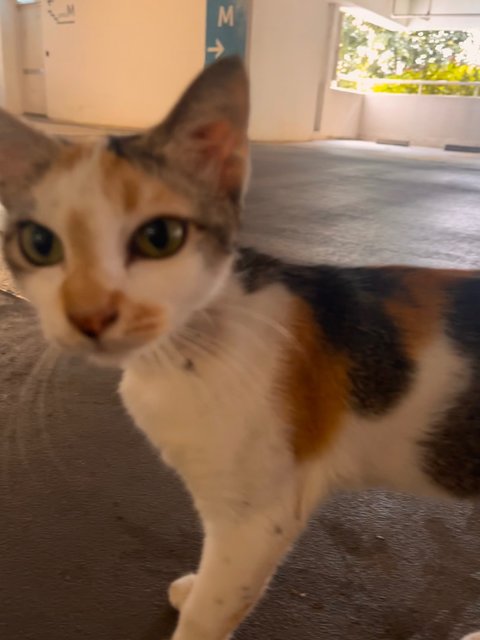 Mary - Calico Cat