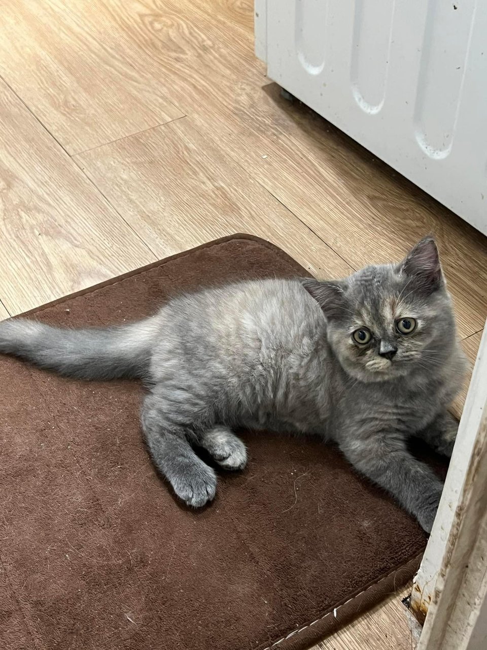 Luna  - British Shorthair Cat