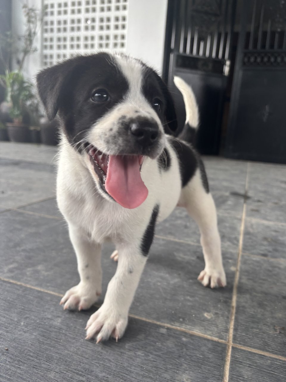 Oreo - Mixed Breed Dog