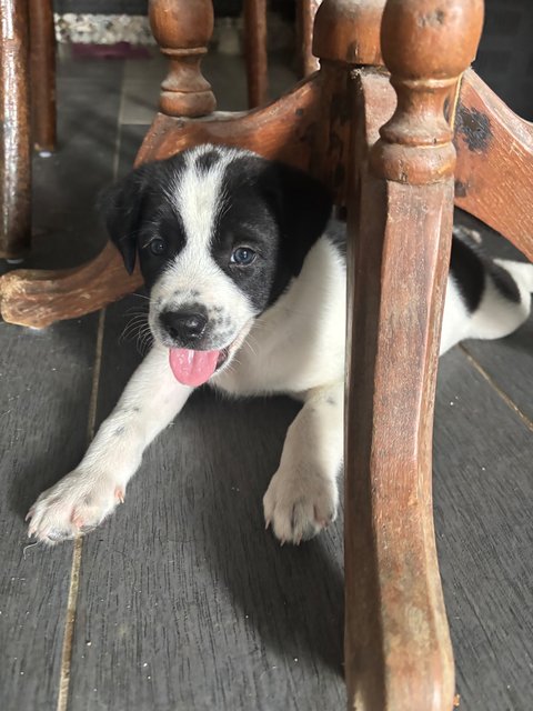 Oreo - Mixed Breed Dog