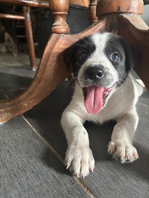 Oreo - Mixed Breed Dog