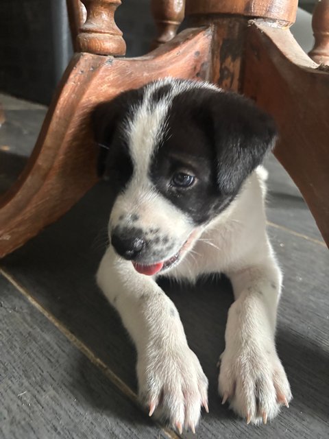 Oreo - Mixed Breed Dog