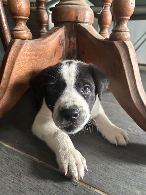 Oreo - Mixed Breed Dog