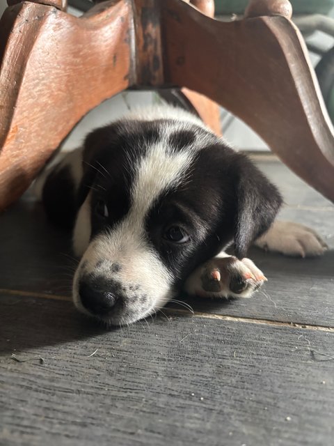 Oreo - Mixed Breed Dog