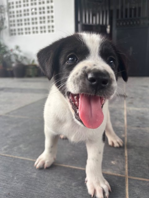 Oreo - Mixed Breed Dog