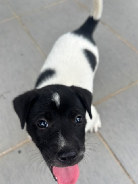 Oreo Pup - Mixed Breed Dog