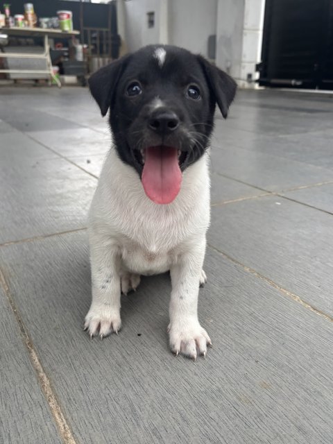 Oreo Pup - Mixed Breed Dog