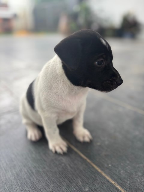 Oreo Pup - Mixed Breed Dog