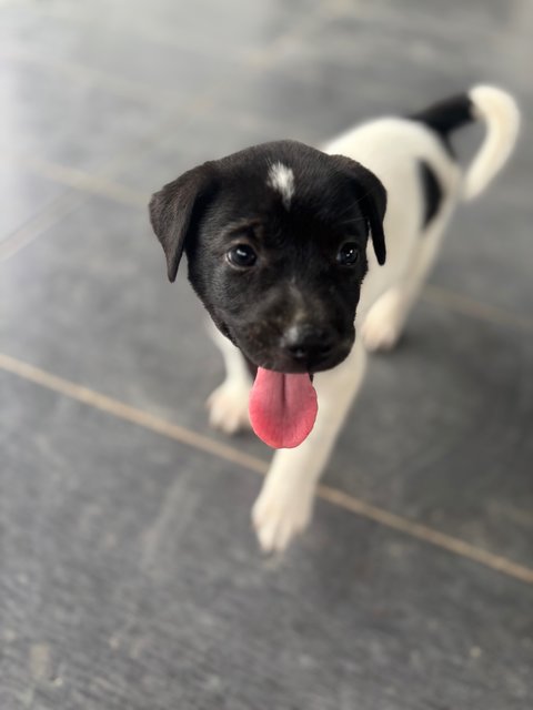 Oreo Pup - Mixed Breed Dog