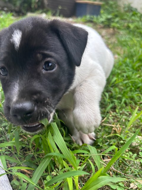 Oreo Pup - Mixed Breed Dog