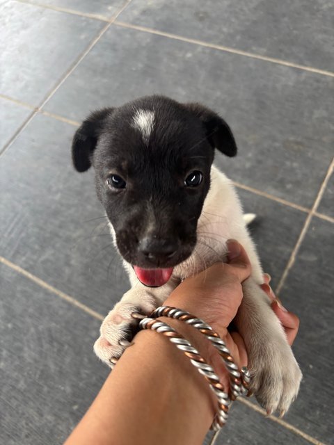 Oreo Pup - Mixed Breed Dog