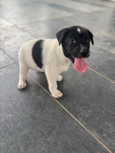 Oreo Pup - Mixed Breed Dog