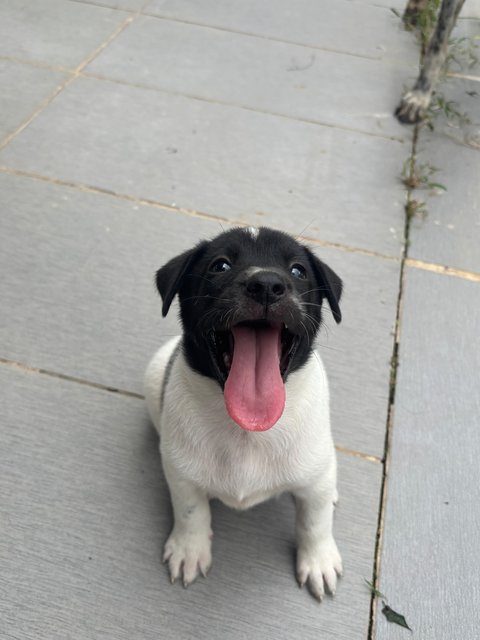 Oreo Pup - Mixed Breed Dog