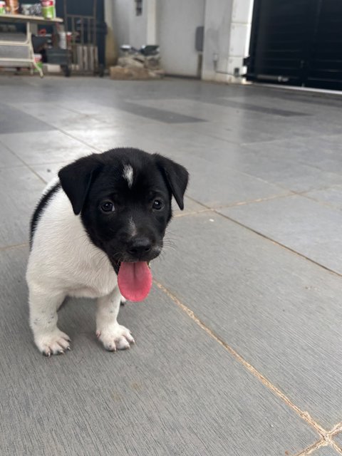 Oreo Pup - Mixed Breed Dog