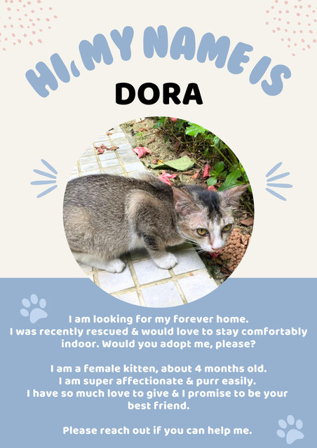 Dora-yaki - Domestic Short Hair Cat