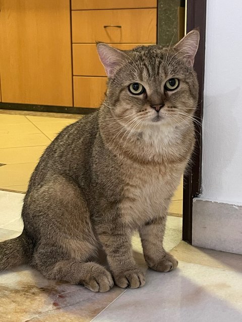 Peanut - British Shorthair Cat