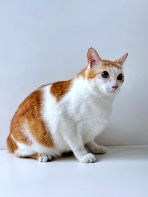 Sir Chonkalot - Domestic Short Hair Cat