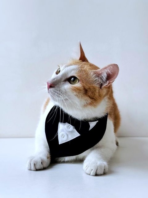 Sir Chonkalot - Domestic Short Hair Cat