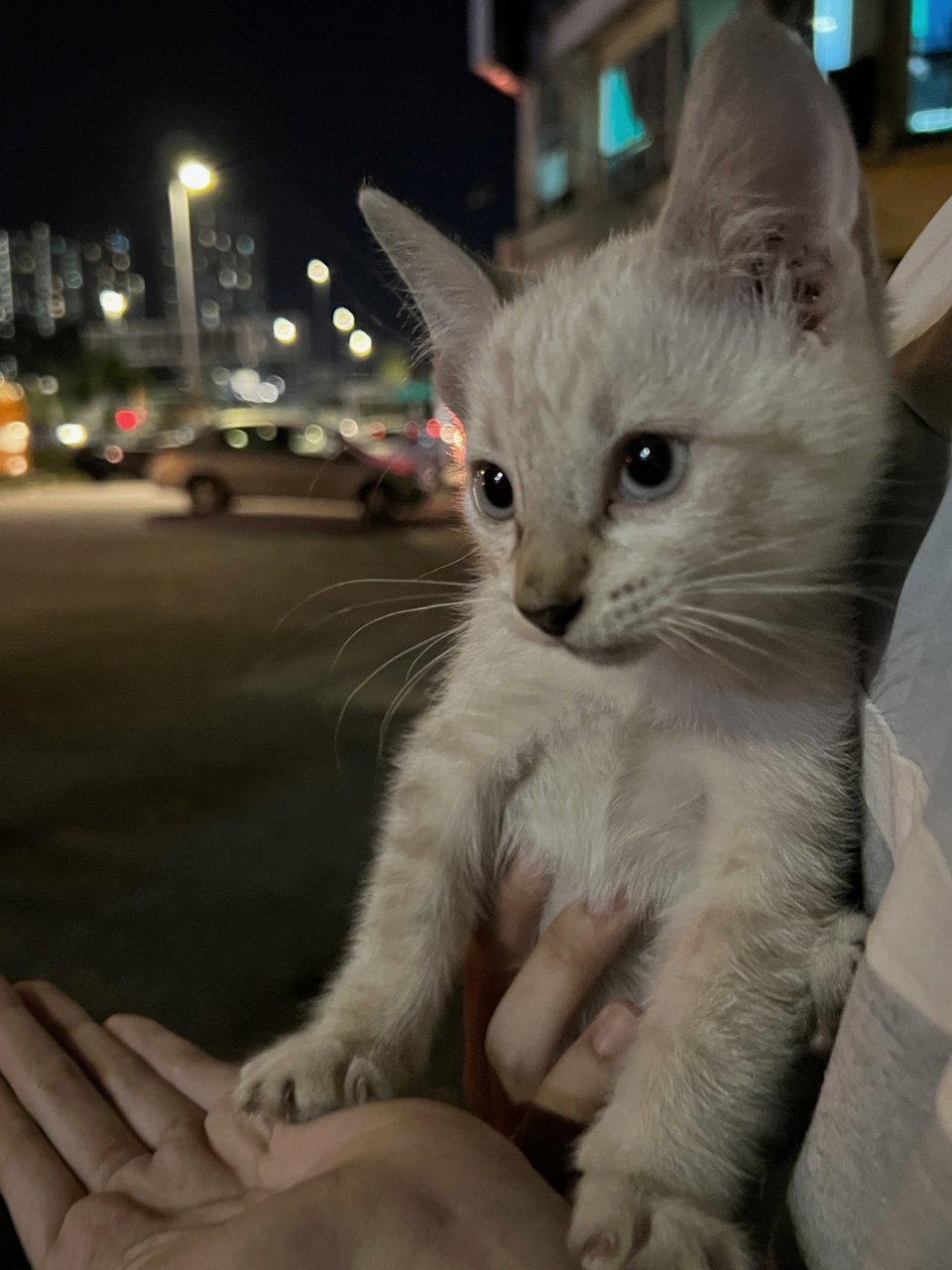 Small Tiger  - Domestic Short Hair Cat