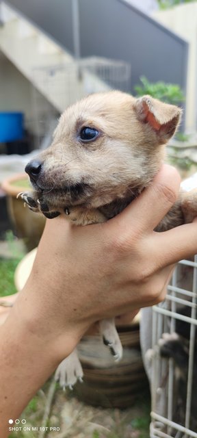 Blacy - Mixed Breed Dog