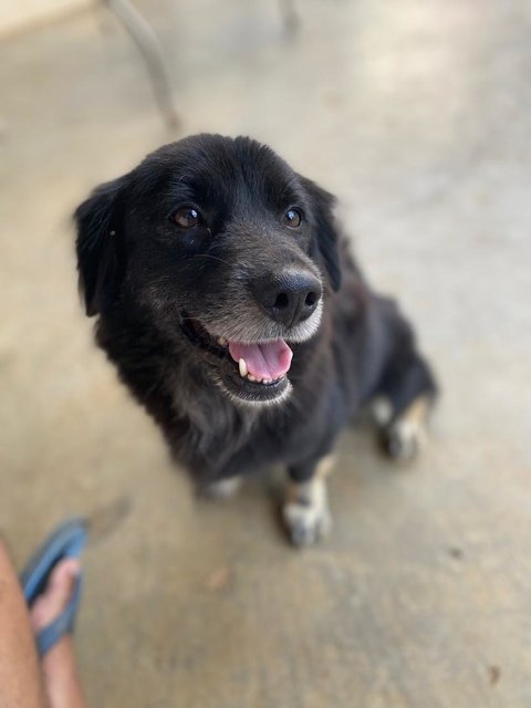 Boboi - Border Collie + Cocker Spaniel Dog