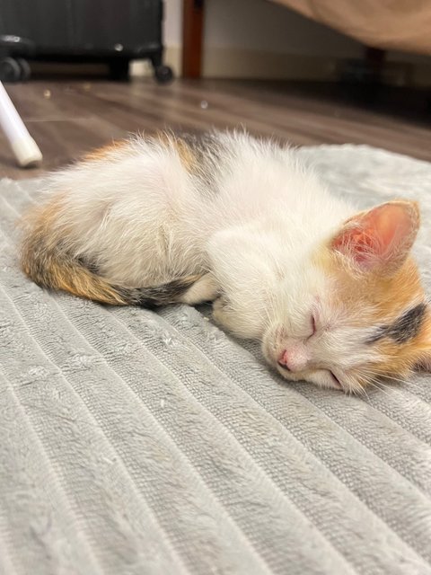 Luna - Calico Cat