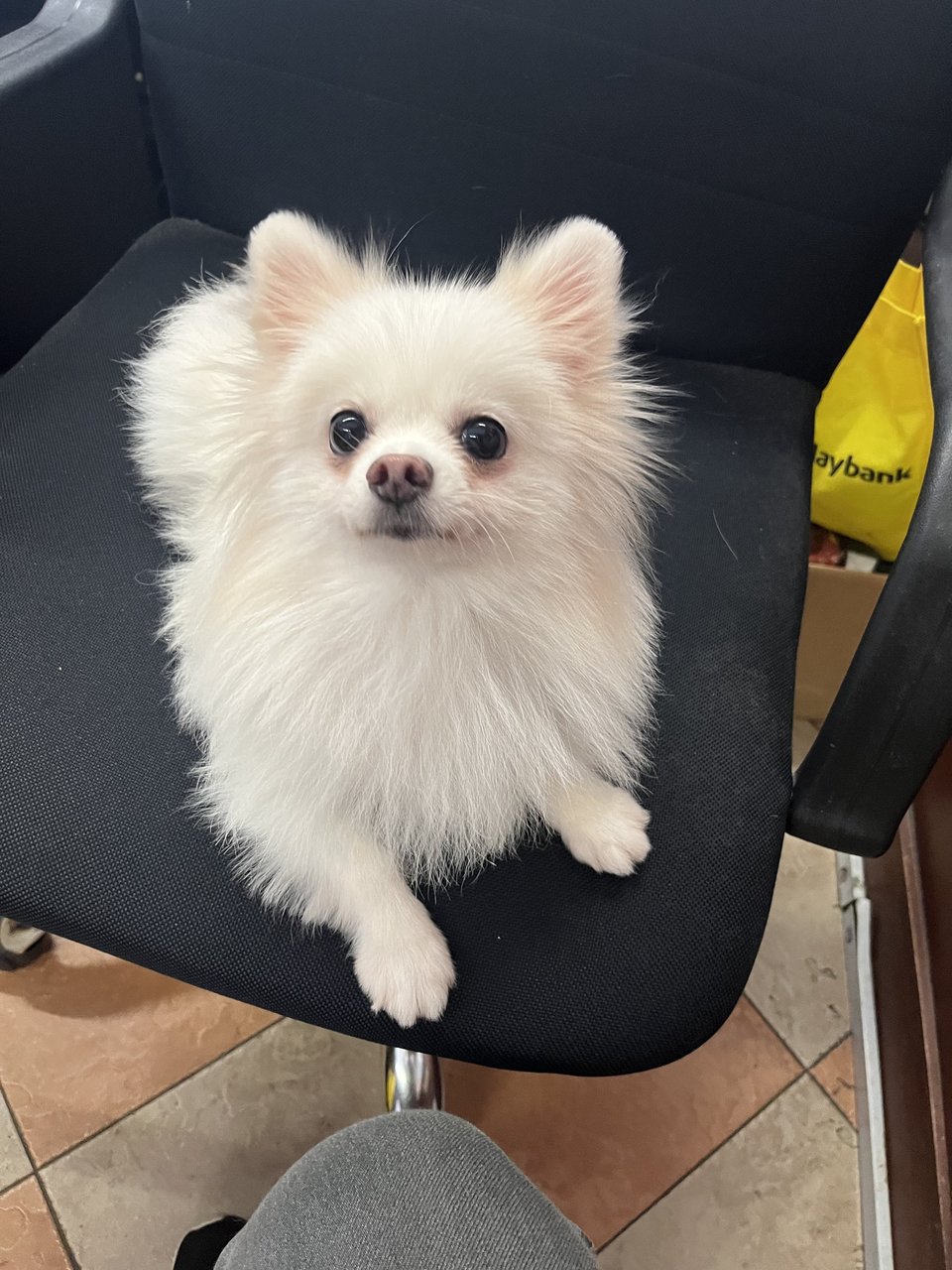 牛奶 Niunai - Pomeranian Dog