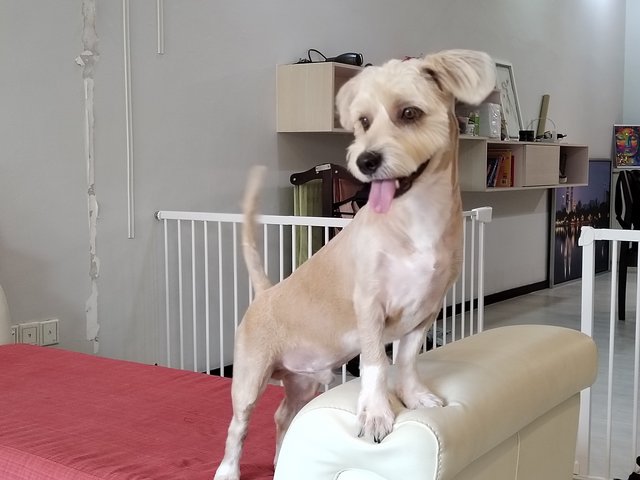 Maxi - Mixed Breed Dog