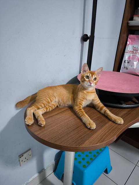 Junior (Axel) - Domestic Short Hair Cat