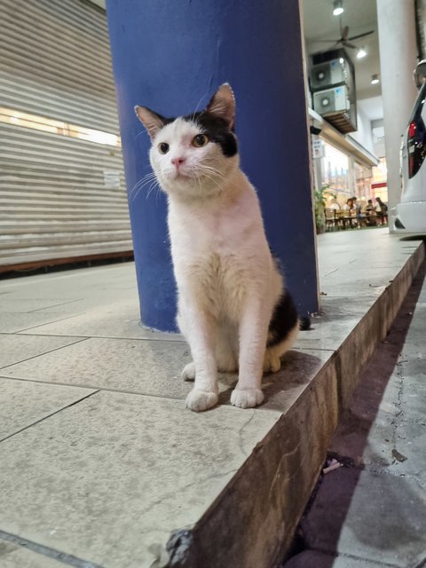 Maxon - Tuxedo Cat