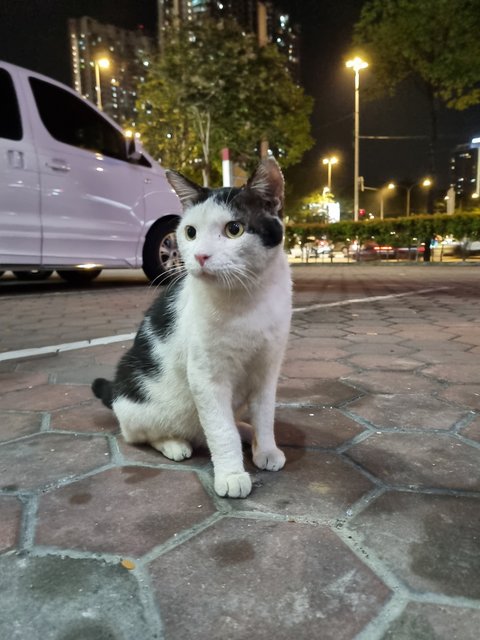 Maxon - Tuxedo Cat