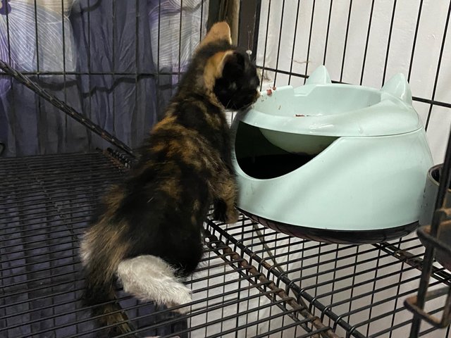 Calico - Domestic Medium Hair + Domestic Short Hair Cat