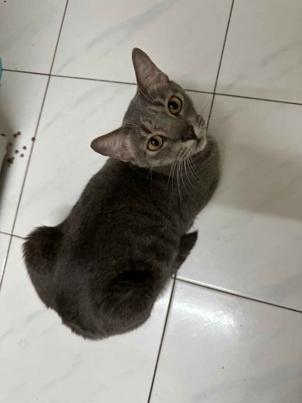 Iris - Domestic Short Hair Cat