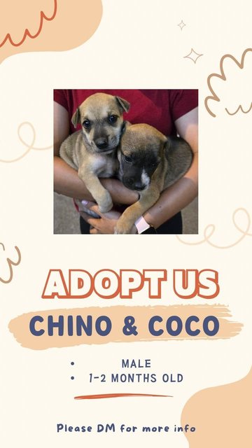 Chino &amp; Coco  - Mixed Breed Dog