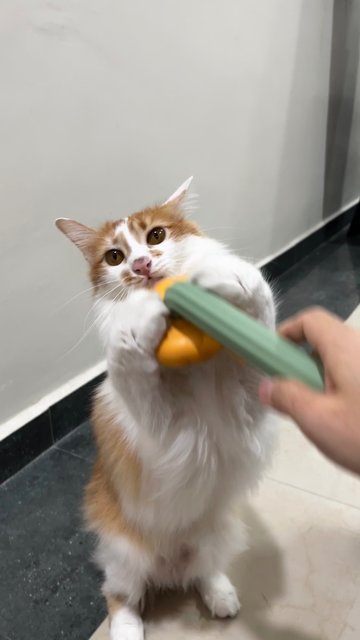 Little Orange  - Domestic Long Hair Cat