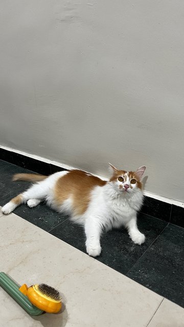 Little Orange  - Domestic Long Hair Cat