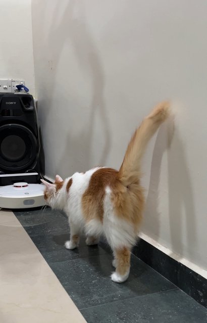 Little Orange  - Domestic Long Hair Cat