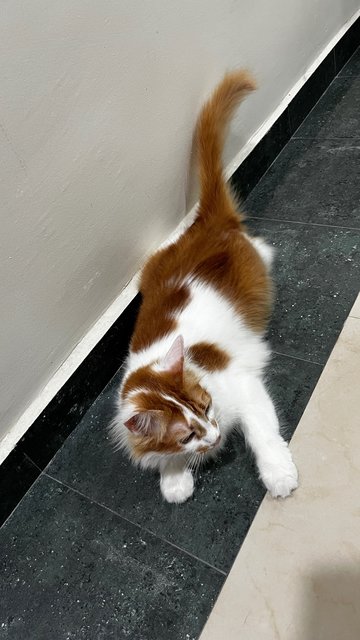 Little Orange  - Domestic Long Hair Cat