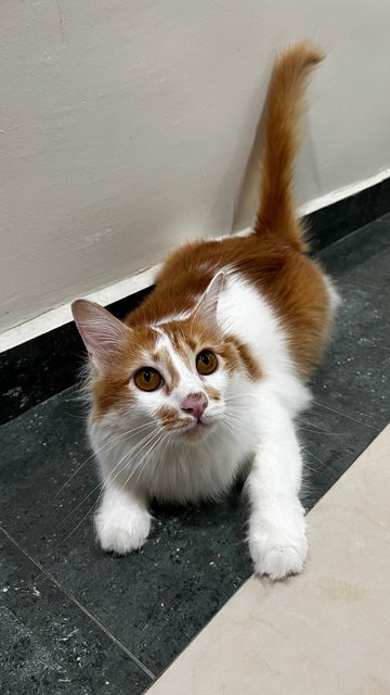 Little Orange  - Domestic Long Hair Cat