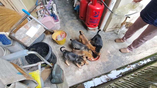 Lovely Litter Of Six - Mixed Breed Dog