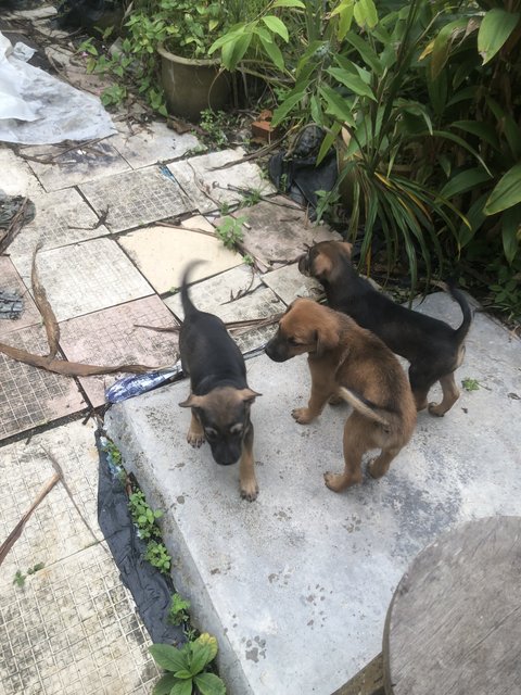 Lovely Litter Of Six - Mixed Breed Dog