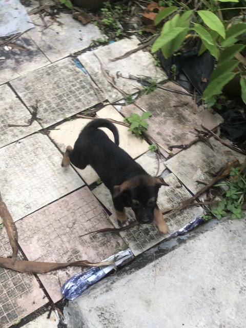 Lovely Litter Of Six - Mixed Breed Dog