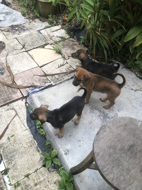 Lovely Litter Of Six - Mixed Breed Dog